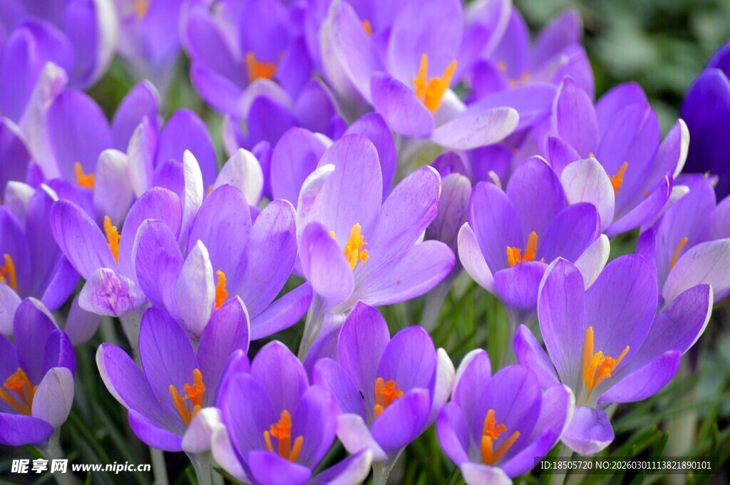 紫色番红花绽放生机