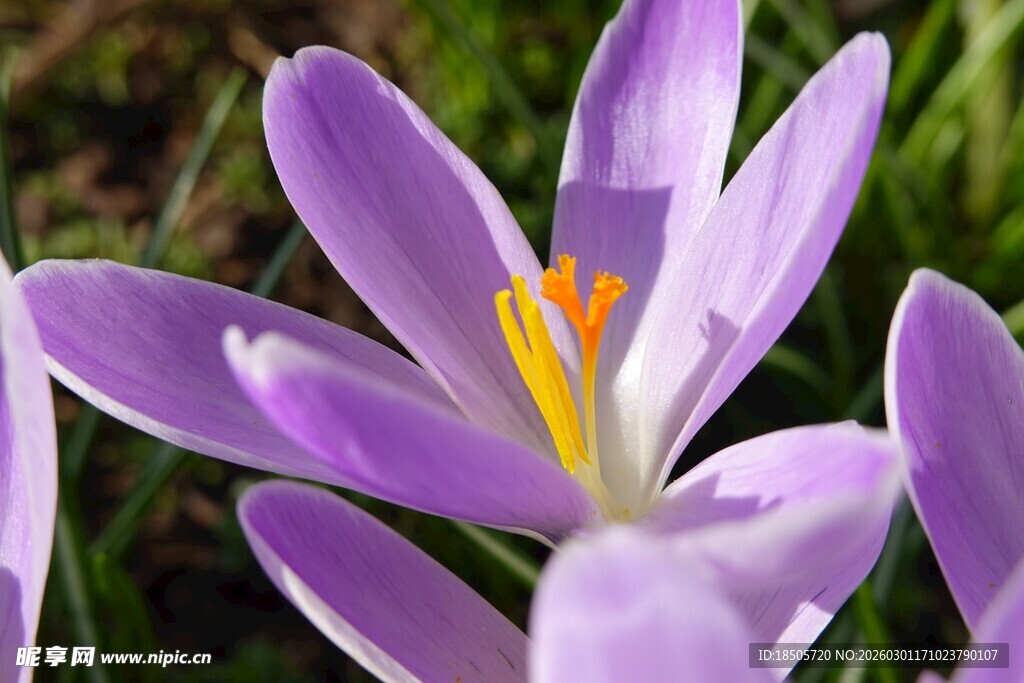 紫色番红花特写