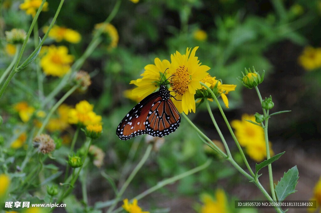 蝴蝶停驻在黄色花朵上