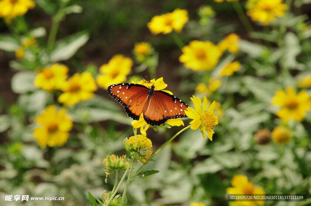 花丛中停歇的美丽蝴蝶