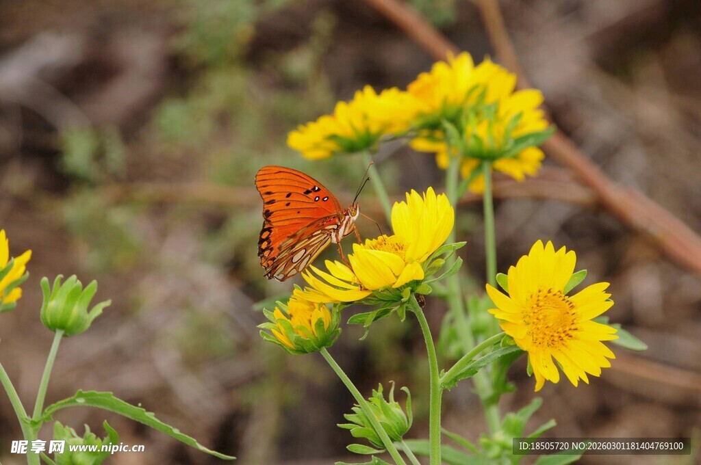 橙蝶栖于黄花朵间