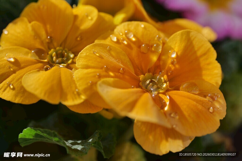 娇艳带露的黄色小花