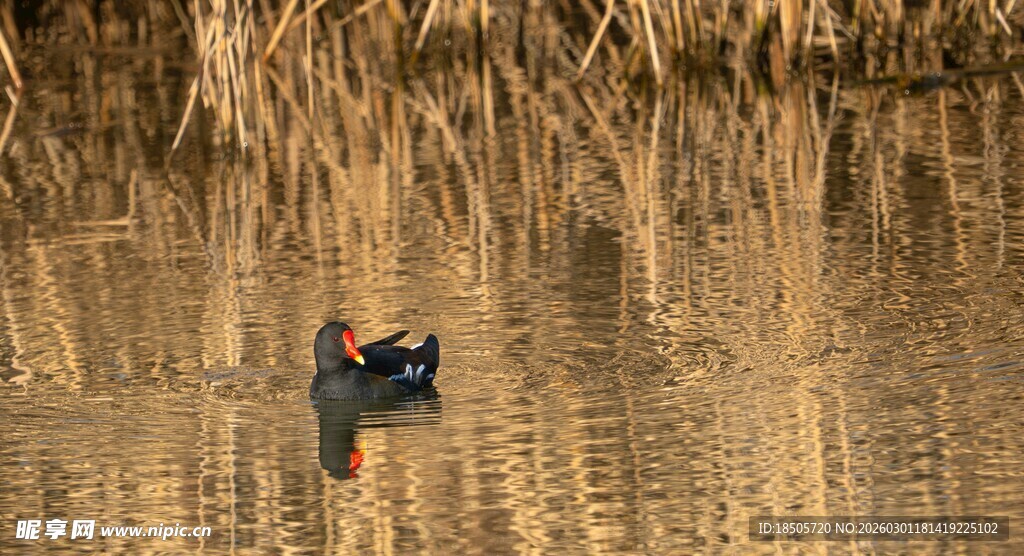 水面小舟穿行芦苇间
