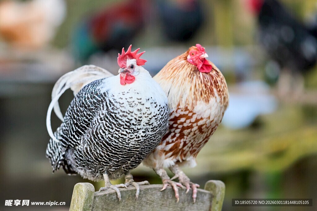 两只公鸡立于木桩