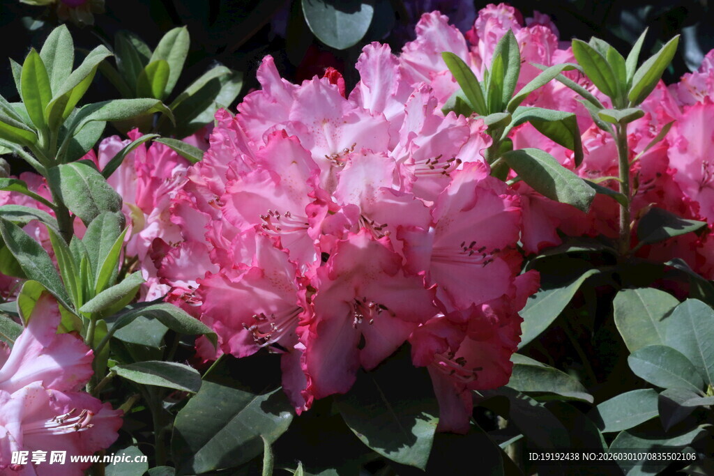 杜鹃花  