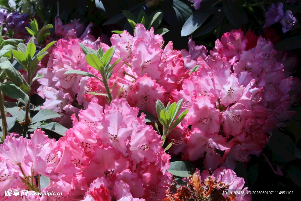 杜鹃花  