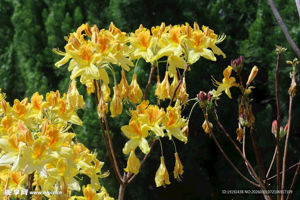 杜鹃花 