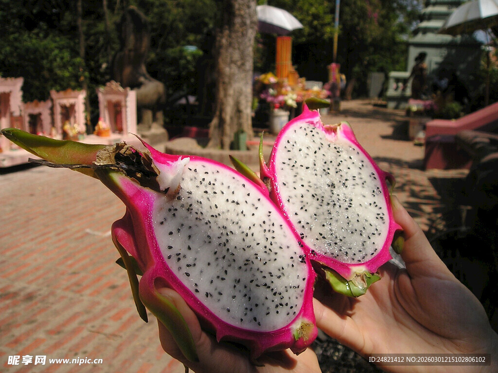 手捧切开的新鲜火龙果