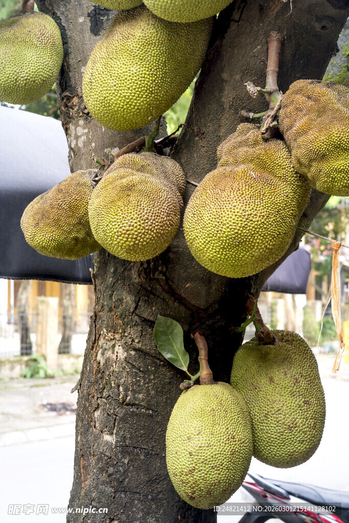 树上挂满的饱满释迦果