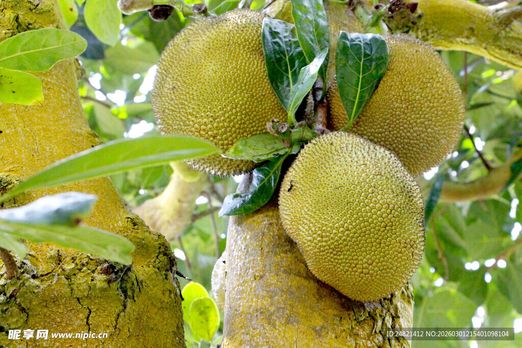 树上的硕大菠萝蜜果实