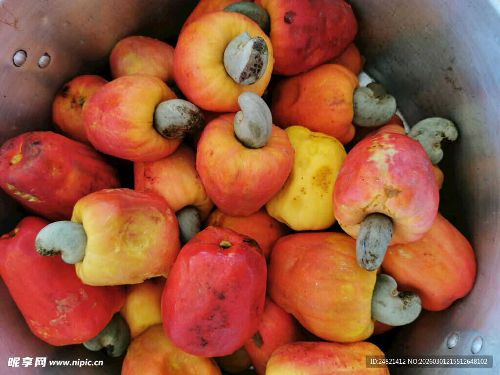 满满一盆新鲜腰果果实