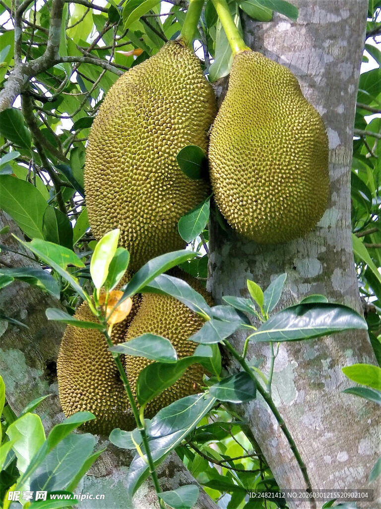 树上的大菠萝蜜果实