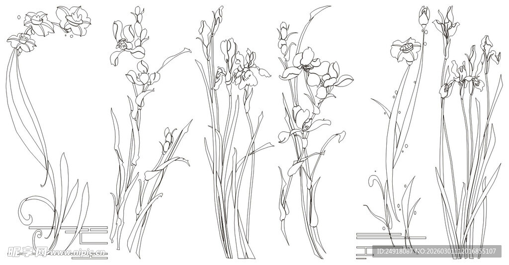 手绘兰花植物线稿图