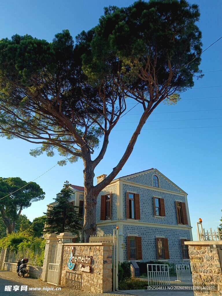 欧式别墅旁的高大松树