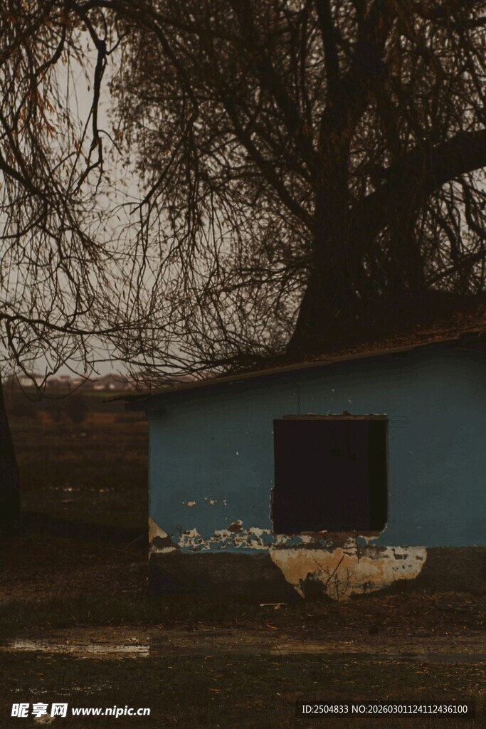 乡村小屋旁的萧瑟树木