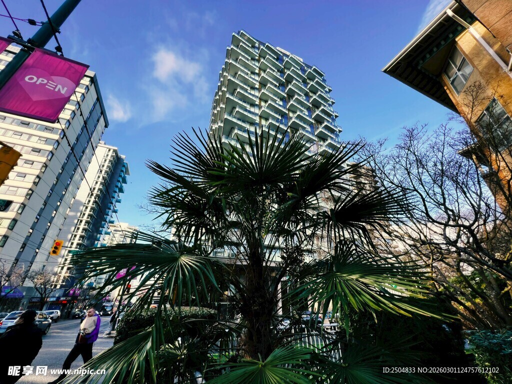 城市中的绿植与高楼景观