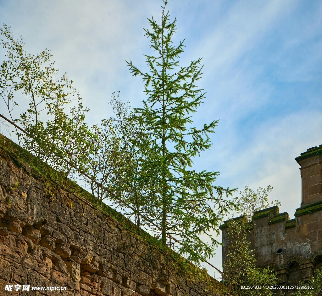 古老城墙旁的翠绿小树
