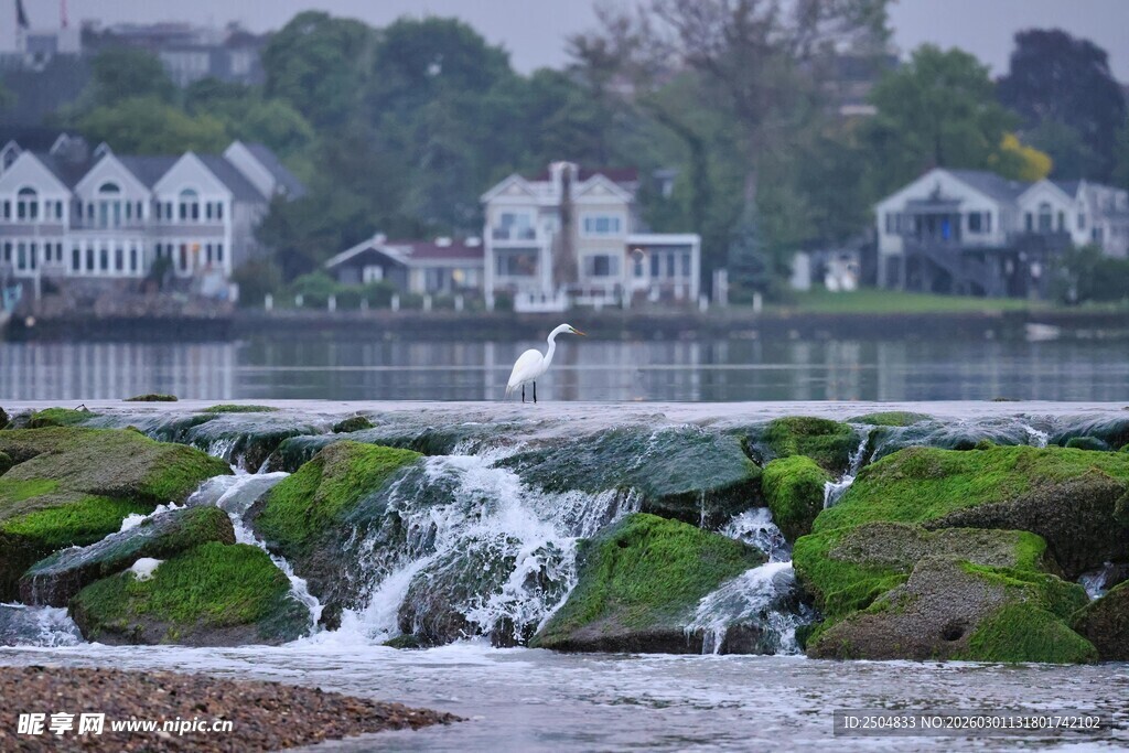 湖畔白鹭立于流水岩石间