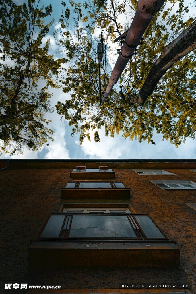 仰视下的阶梯与繁茂树木