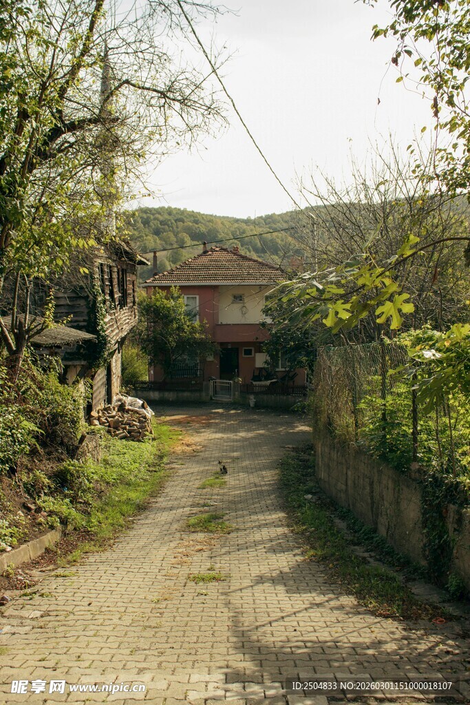 乡村小路旁的宁静景致