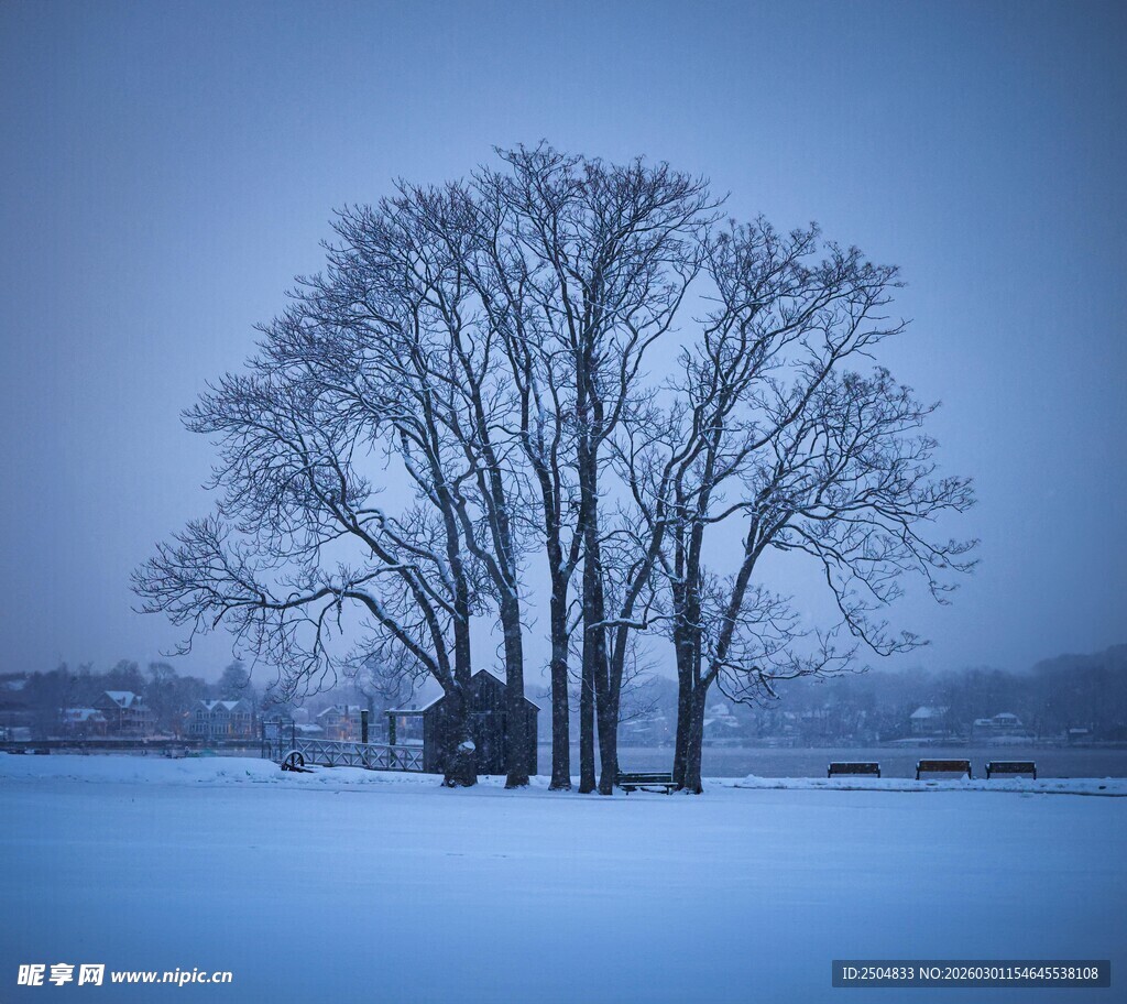 雪野中的孤独树木