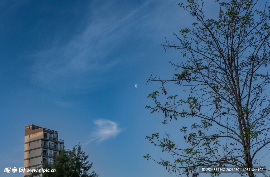 蓝天旁的高楼与光秃树木