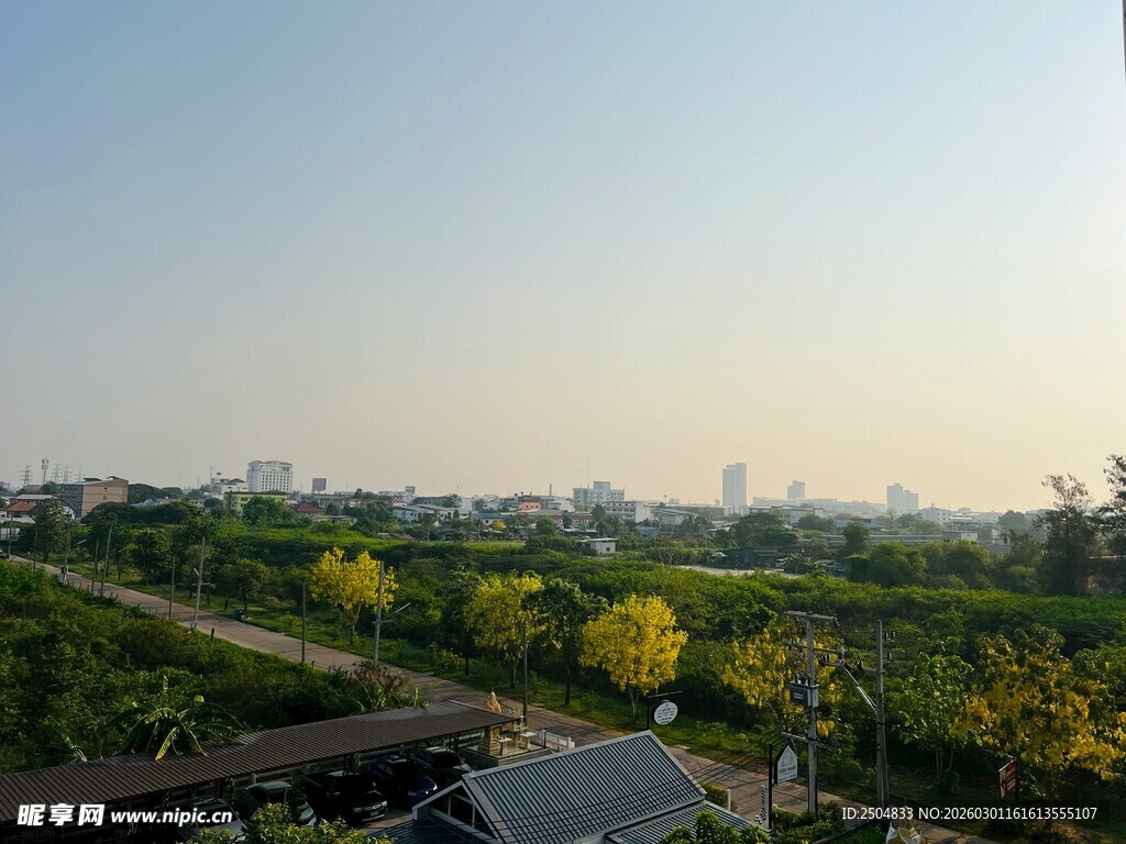田园风光中的灿烂黄花