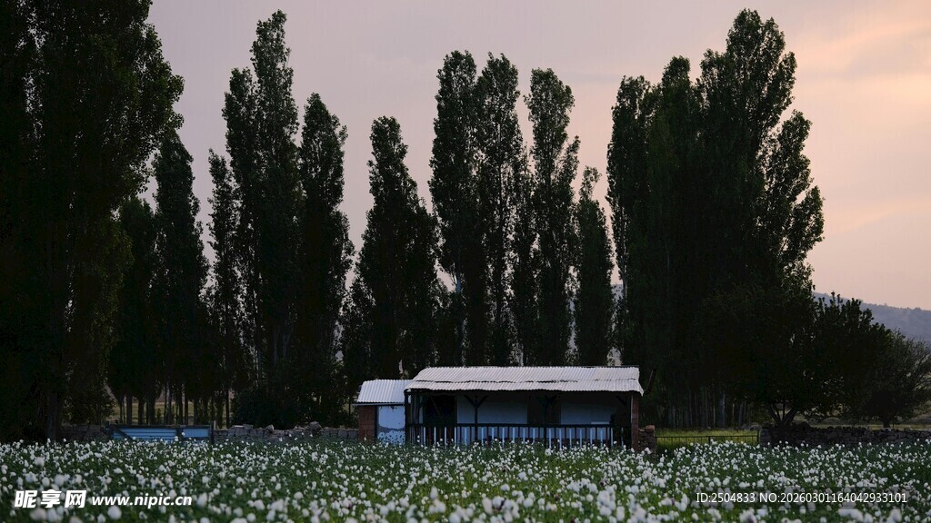 田野中的白色小屋与树林