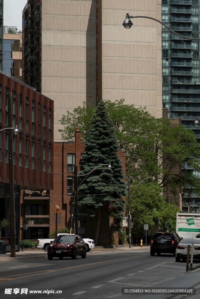 城市街道旁的高大圣诞树