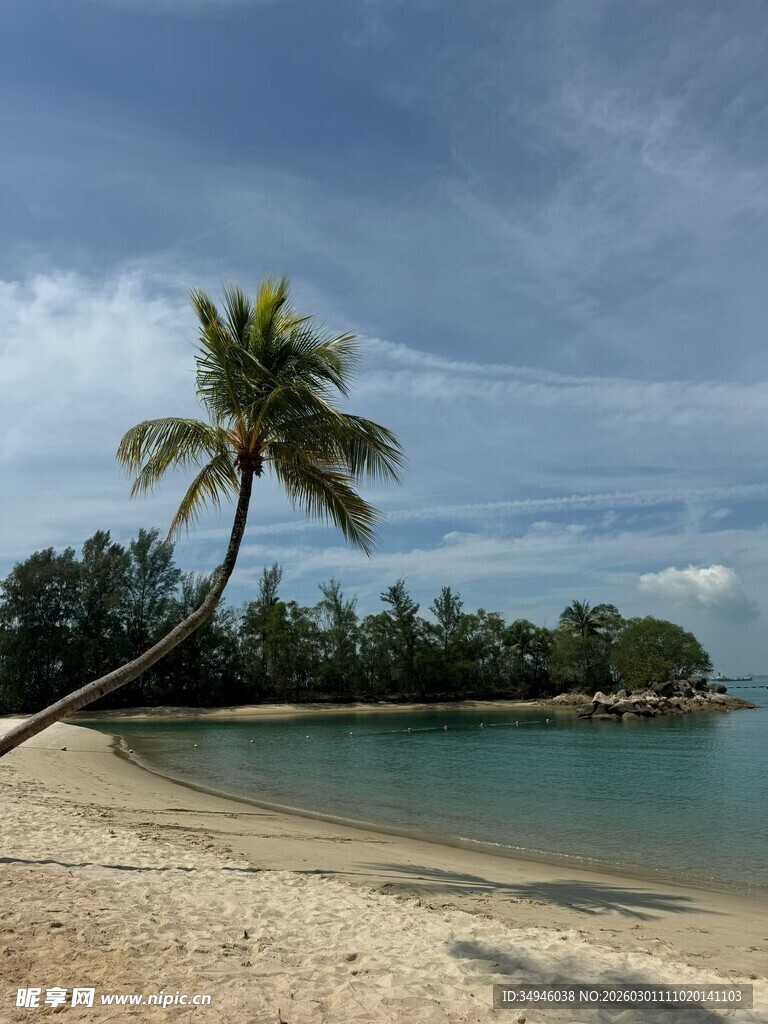 海边倾斜的椰子树风景