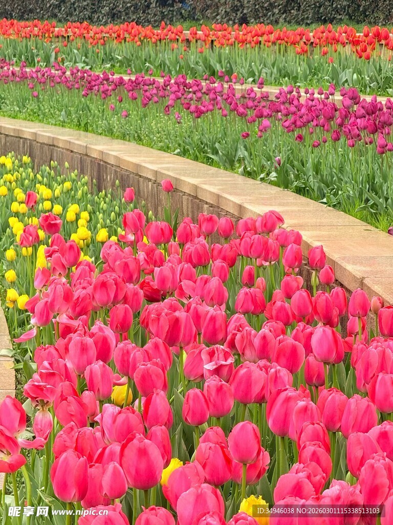 缤纷郁金香花田美景