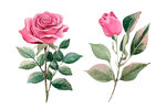 水彩玫瑰