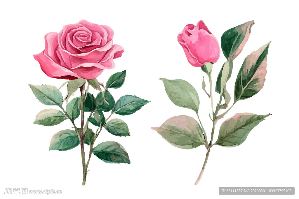 水彩玫瑰