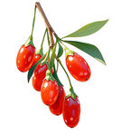 鲜红饱满的枸杞果实