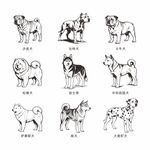 多种犬类简笔画展示