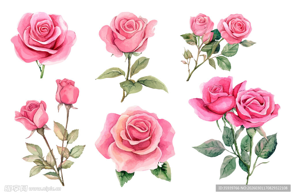手绘玫瑰花插画