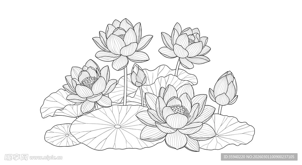 荷花线描图案