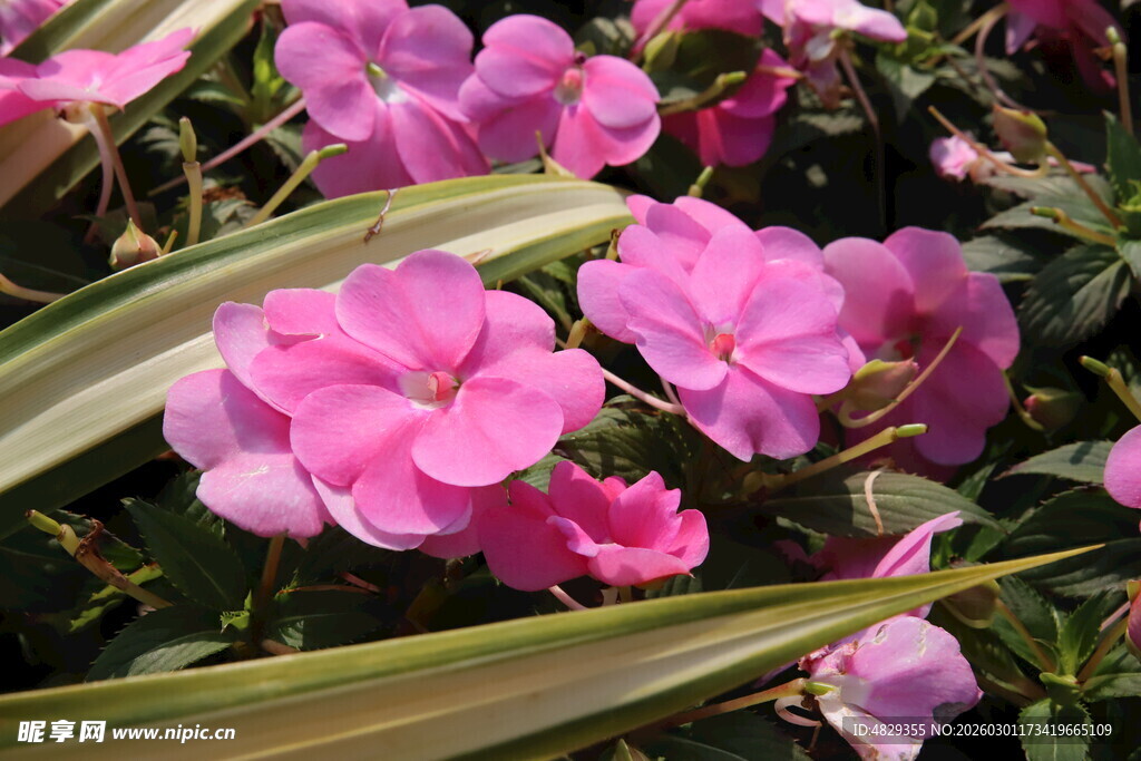 娇艳粉色花朵绽放