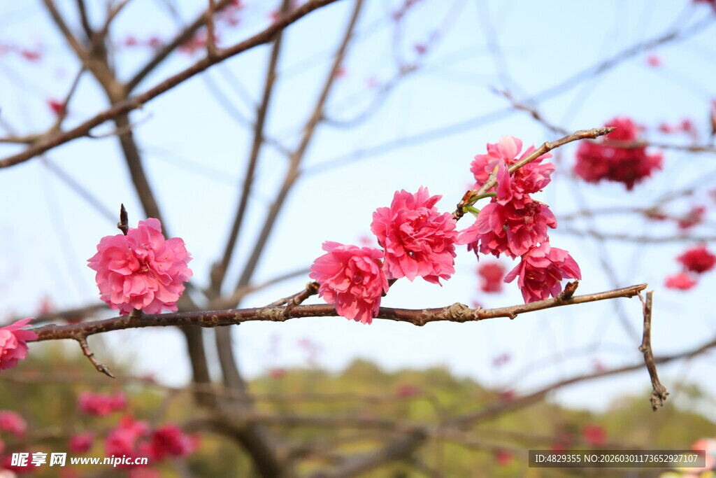 枝头绽放的艳丽粉色花朵樱花
