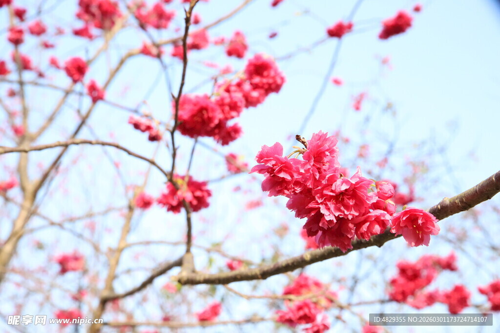 枝头绽放的娇艳红樱花花朵
