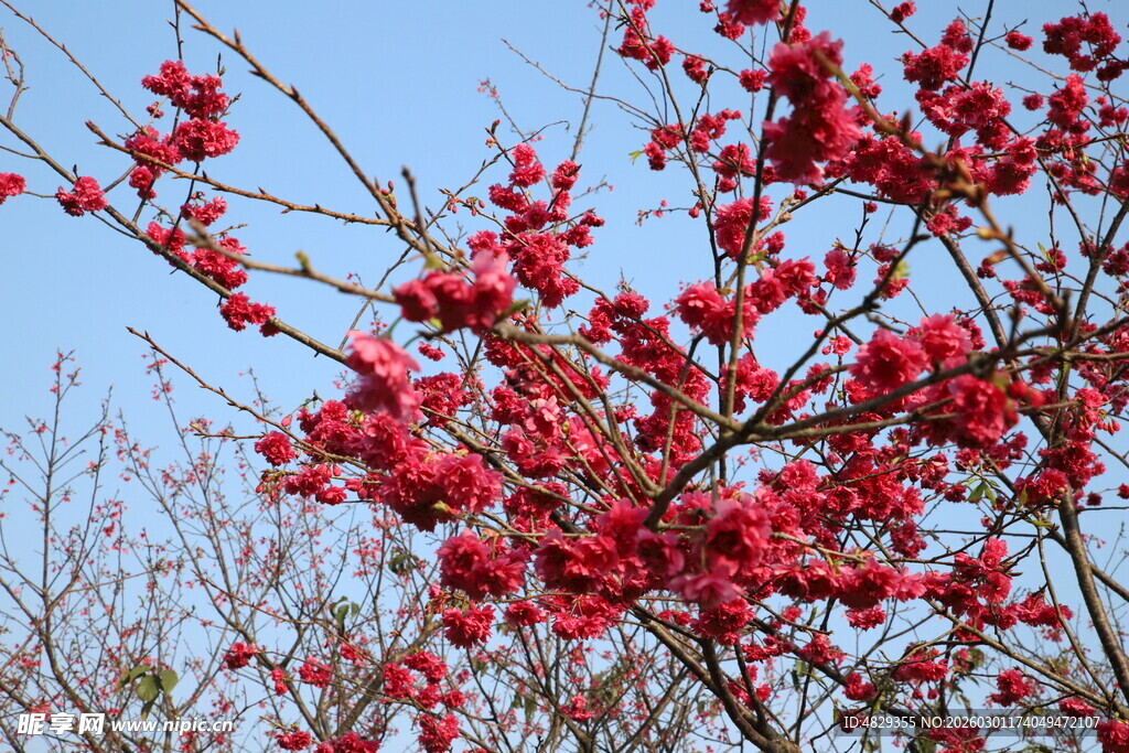 枝头绽放的艳丽红梅花