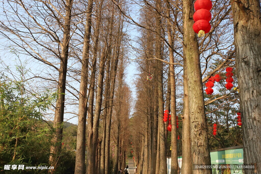林间红灯笼装点冬日景致