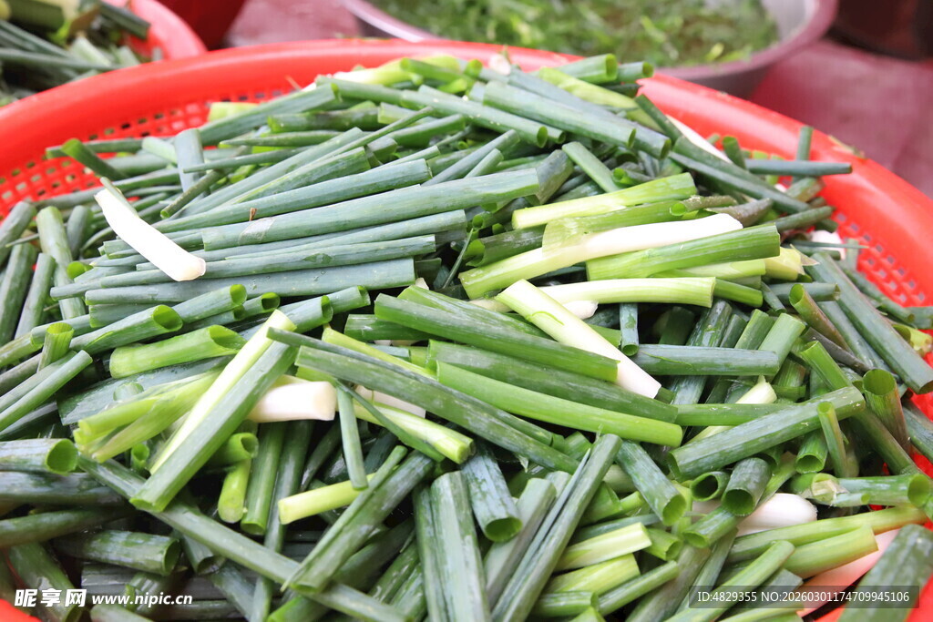 新鲜翠绿的嫩韭菜