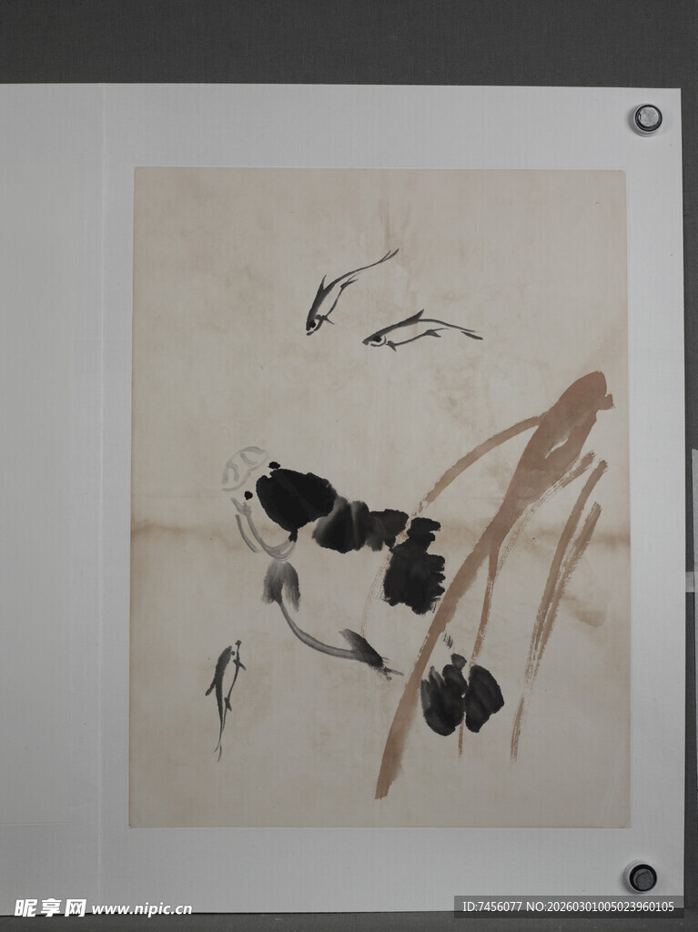 齐白石水墨虾趣图