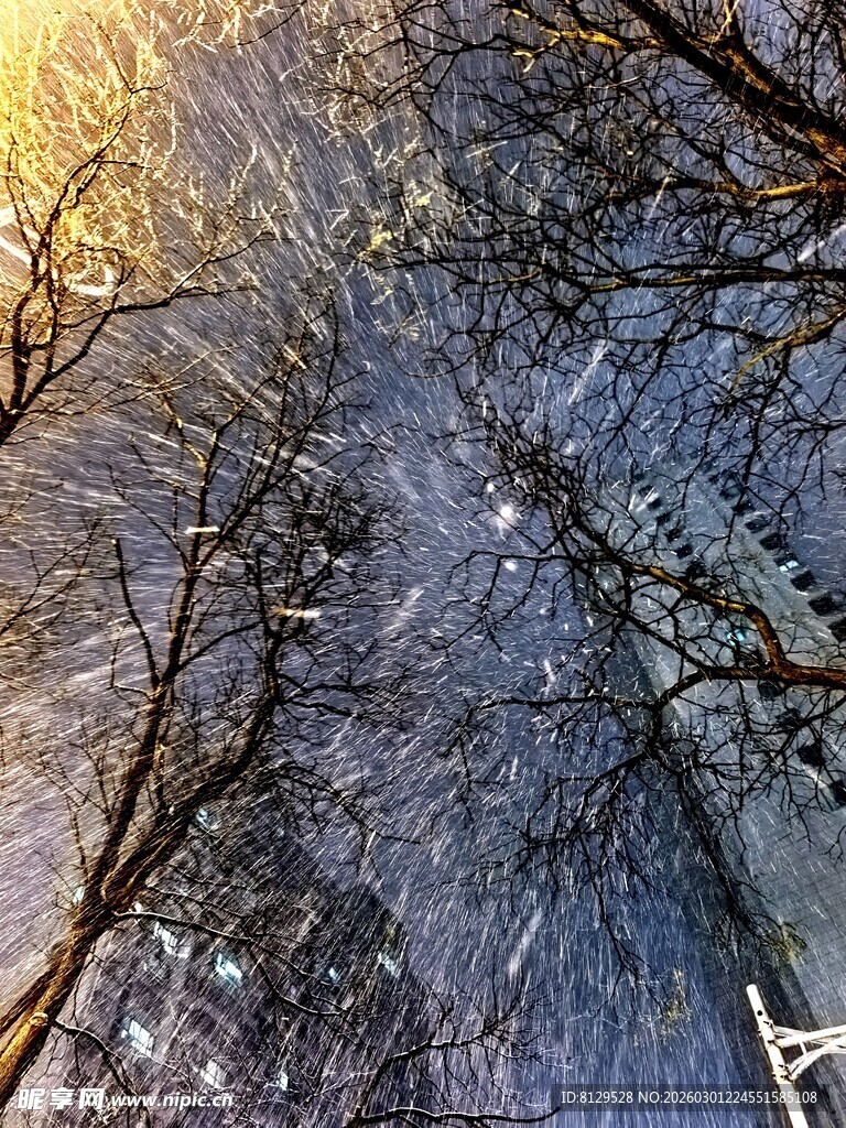 冬日树林雪景仰视景象