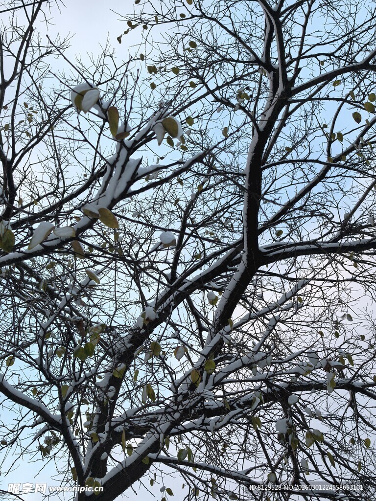 冬日树枝尽显萧瑟之美