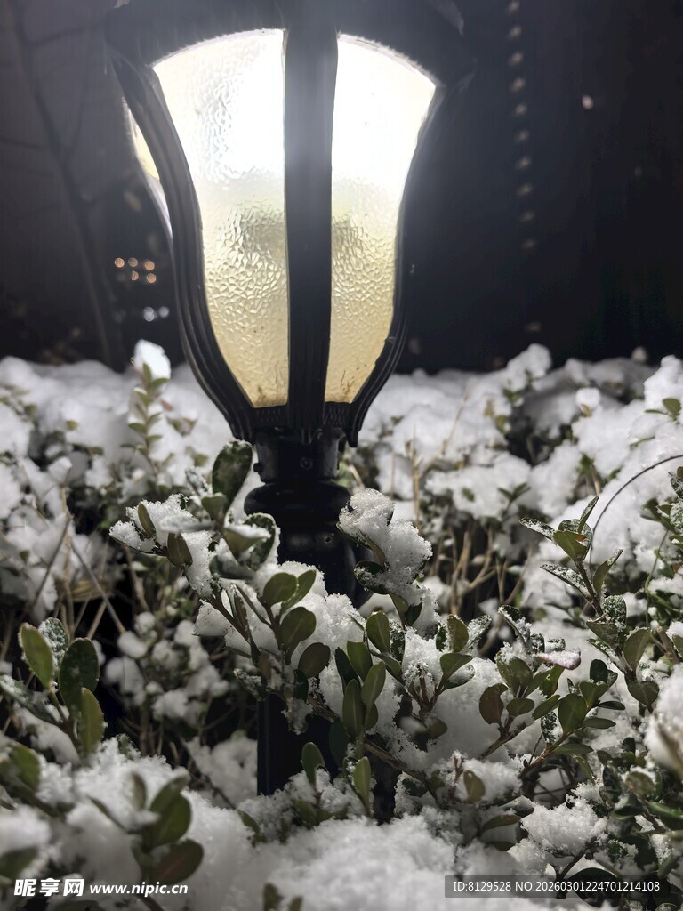 雪覆路灯下的绿植景观