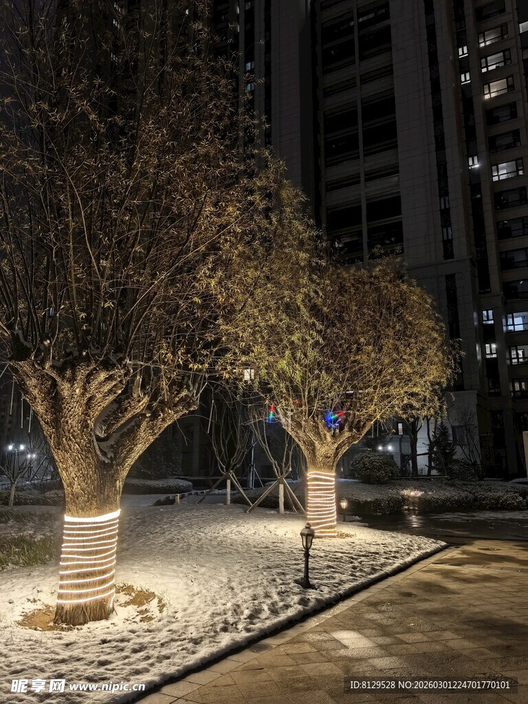 冬夜城市中被灯光环绕的树