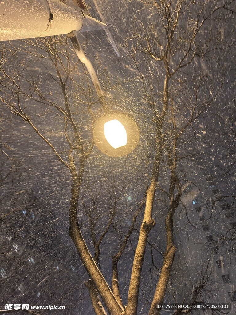 雪夜中灯光下的光秃树枝