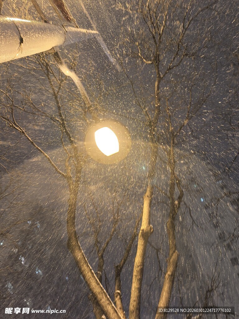 雪夜路灯下的光秃树枝